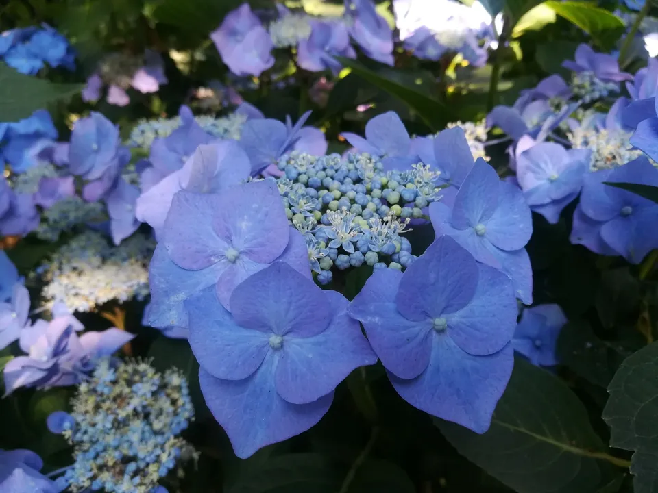 Haut Bois Hydrangea macrophylla Iowa hortensia fleurs plates
