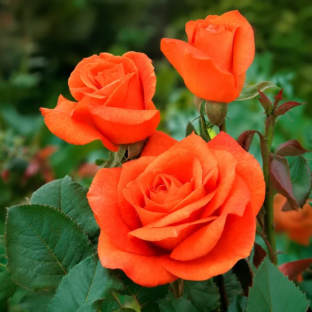 Bakker Rosiers Orange Supreme rosier racine nue orange parfumé
