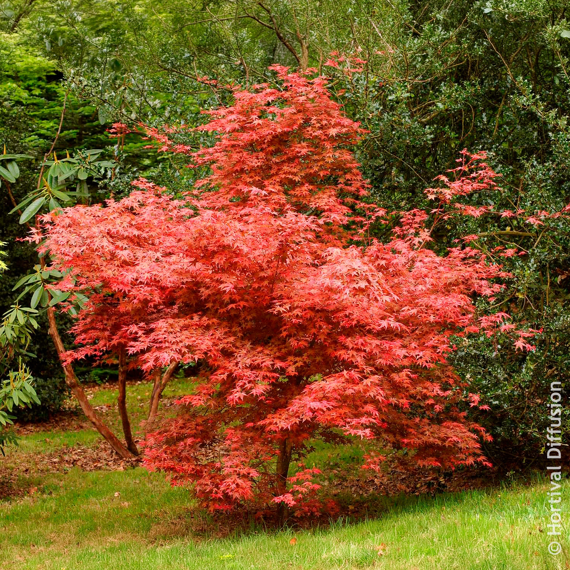 Bakker Érable Deshojo Acer palmatum rouge pot Ø 9cm