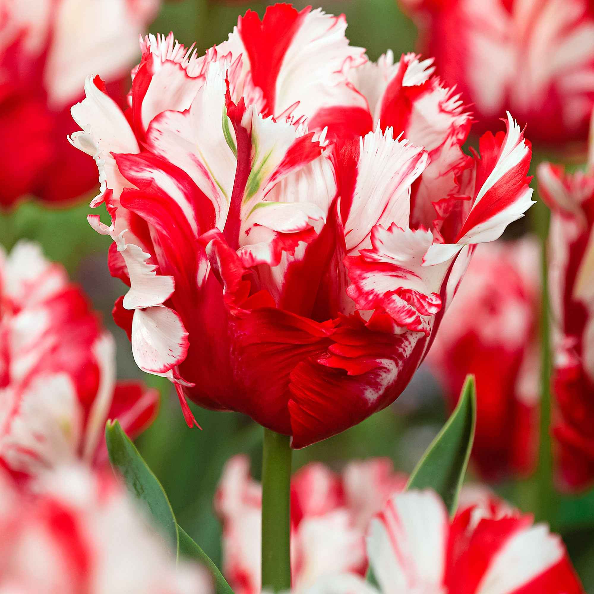 Bakker Estella Rijnveld tulipe perroquet 10 bulbes calibre 11-12
