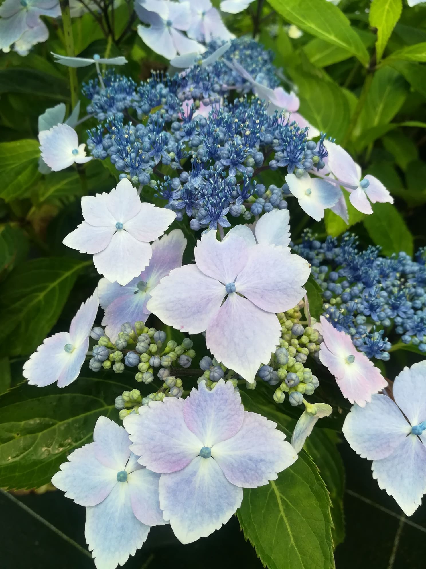Les Hortensias du Haut Bois Mariesii Lilacina hortensia dentelle