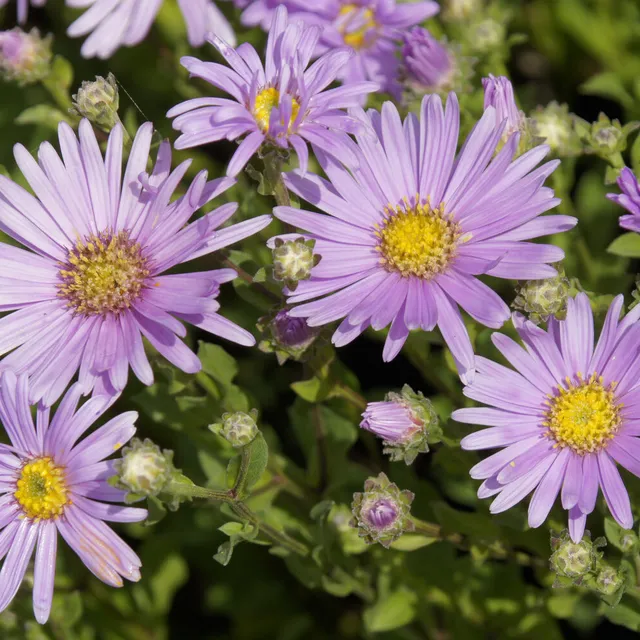 Bakker Œil de Christ Rosa Erfüllung aster pot 9cm violet
