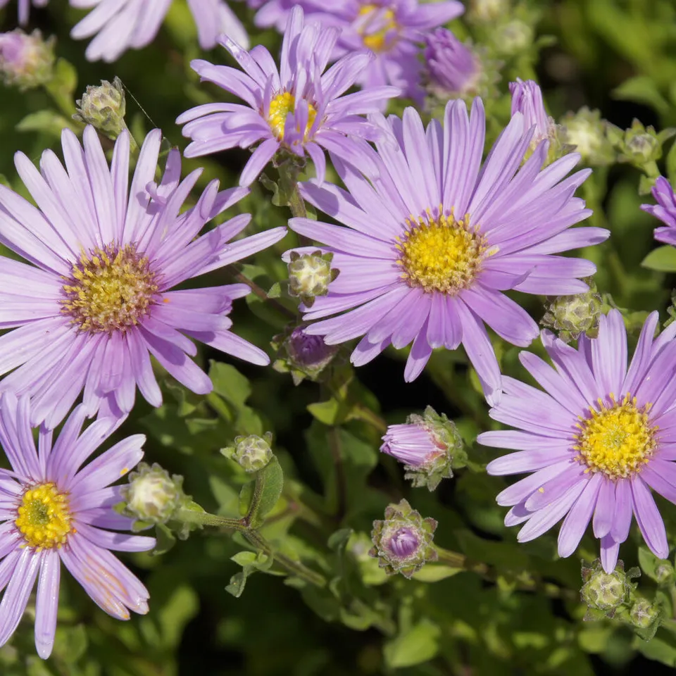 Bakker Œil de Christ Rosa Erfüllung aster pot 9cm violet