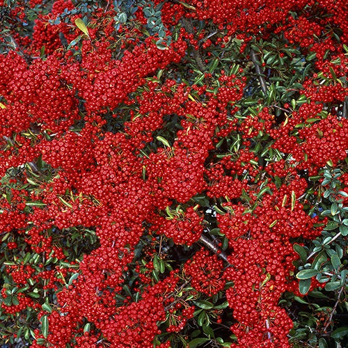 Bakker Saphyr Rouge Cadrou buisson ardent pot 3L baies rouges