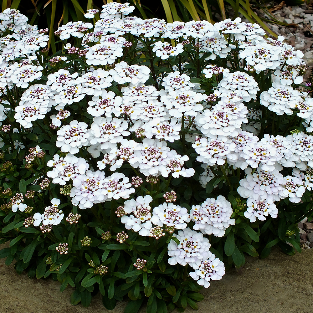 Passion Vivaces Iberis sempervirens Masterpiece vivace blanche