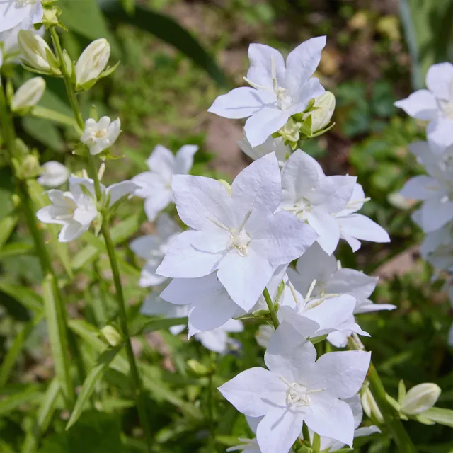 Bakker Vivaces Campanule Carpates Alba fleur pot Ø9cm blanche