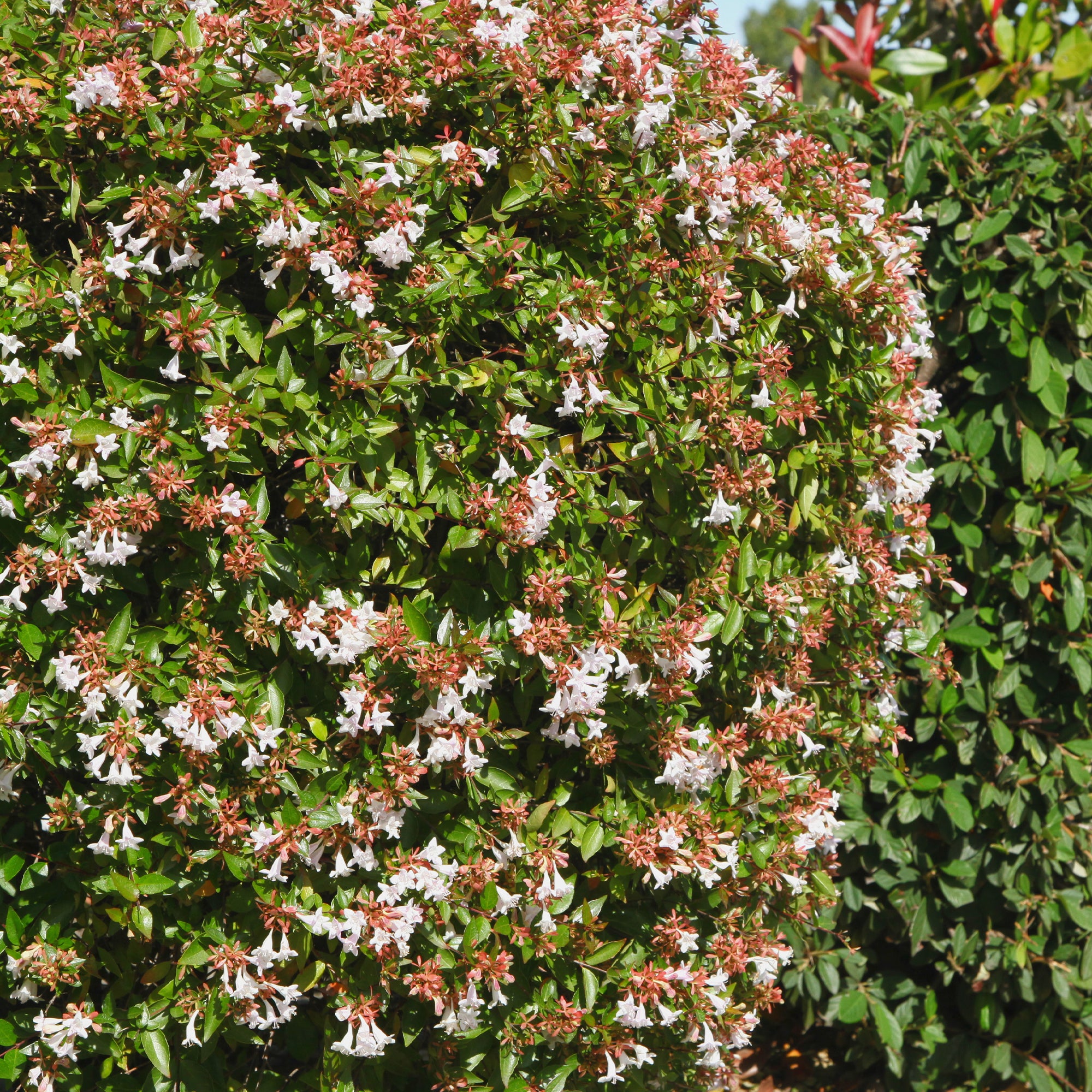 Bakker Grandiflora abélia blanc arbuste pot 2L