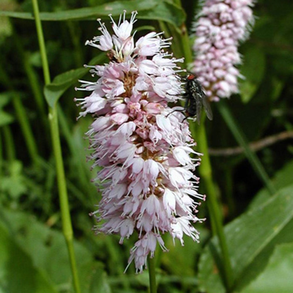 Bakker Renouée Persicaria Superba vivace pot 8cm rose
