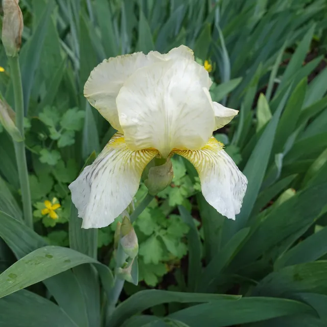 Bakker Iris Buffy vivace pot 8cm blanc parfumé