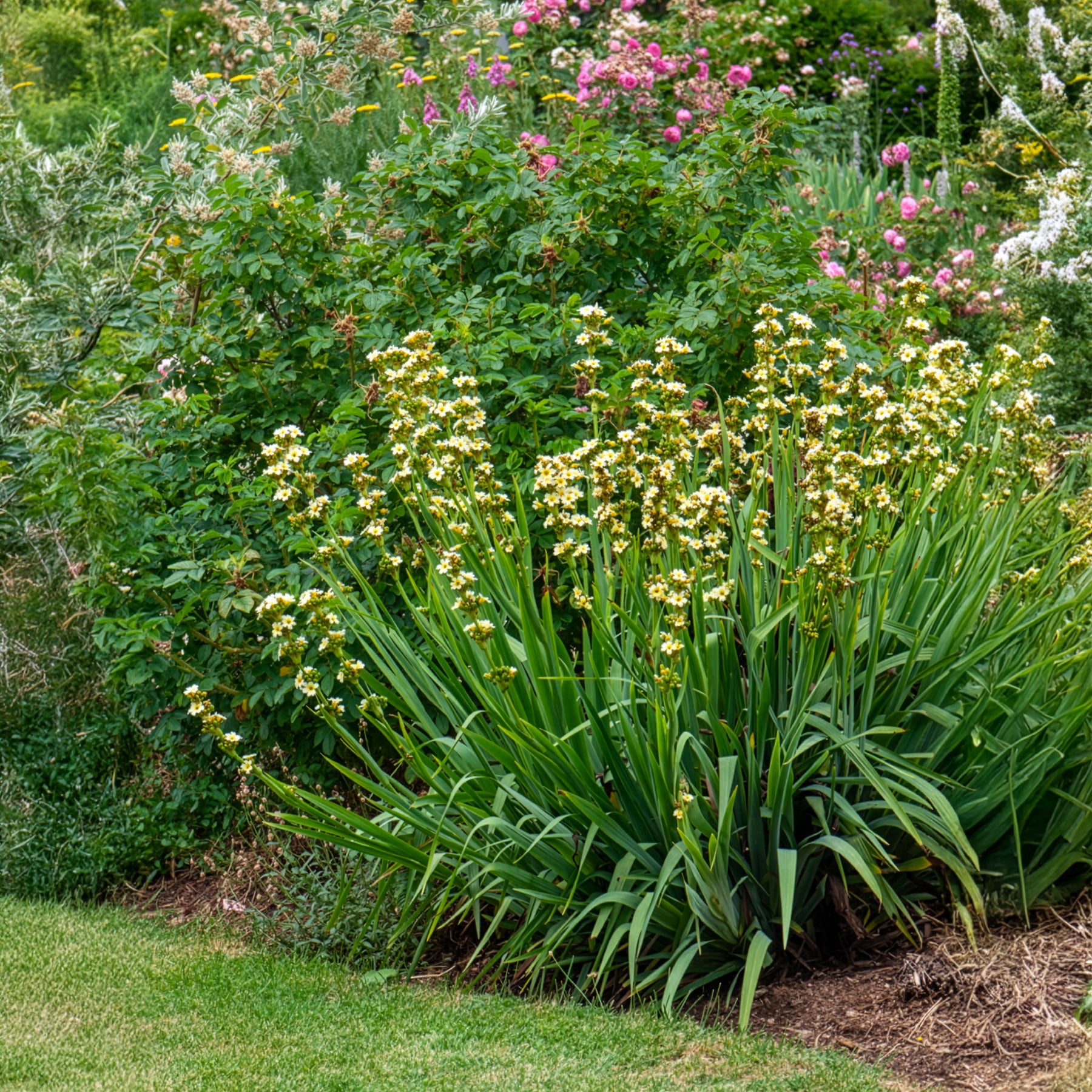 Bakker Bermudienne striée vivace pot 8cm fleurs jaunes