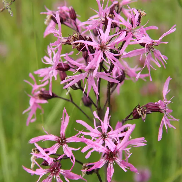 Bakker Lychnis flos-cuculi rose 3 pots Ø 9 cm