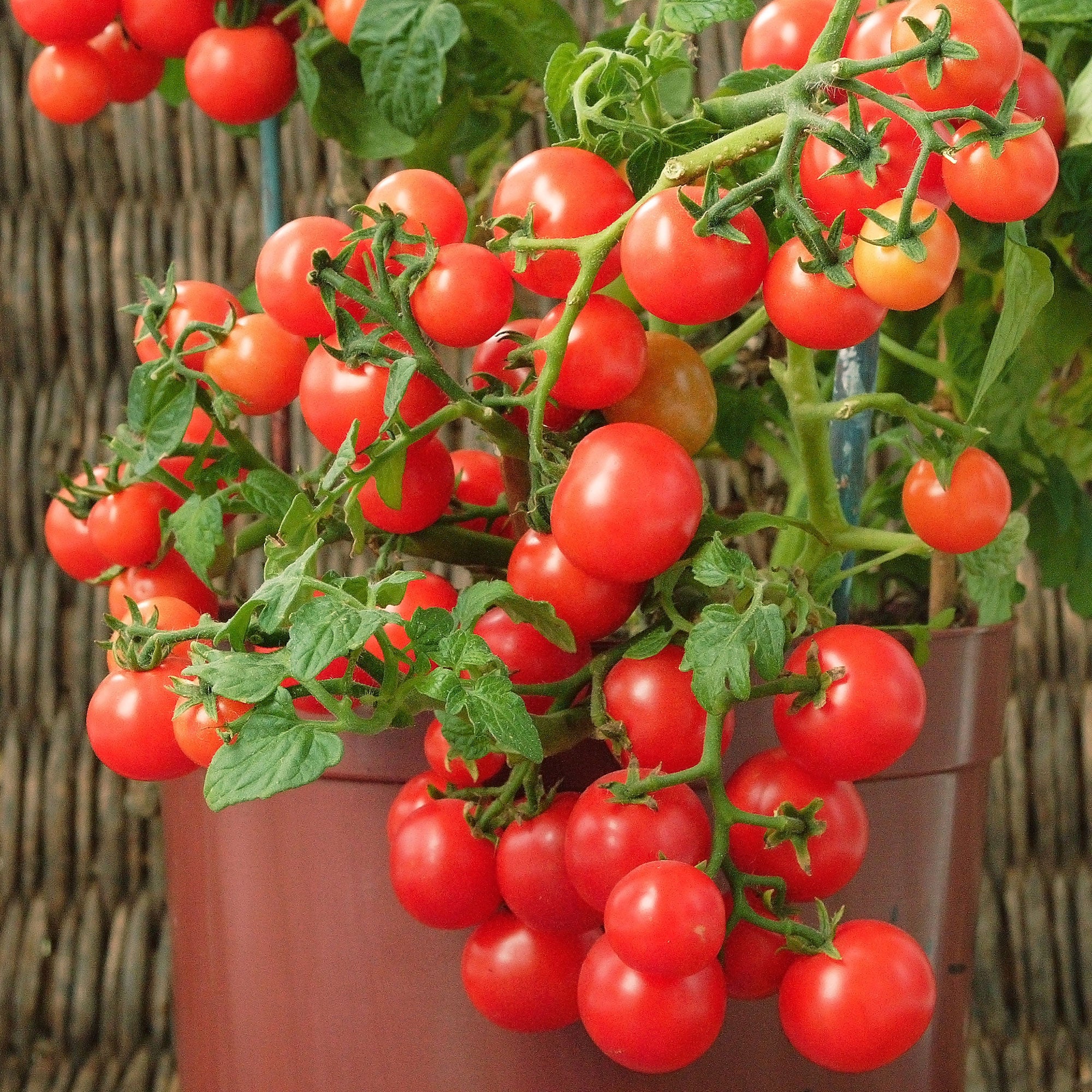 Bakker Tomate-cerise Minibel graines sachet 0,2g naine pot
