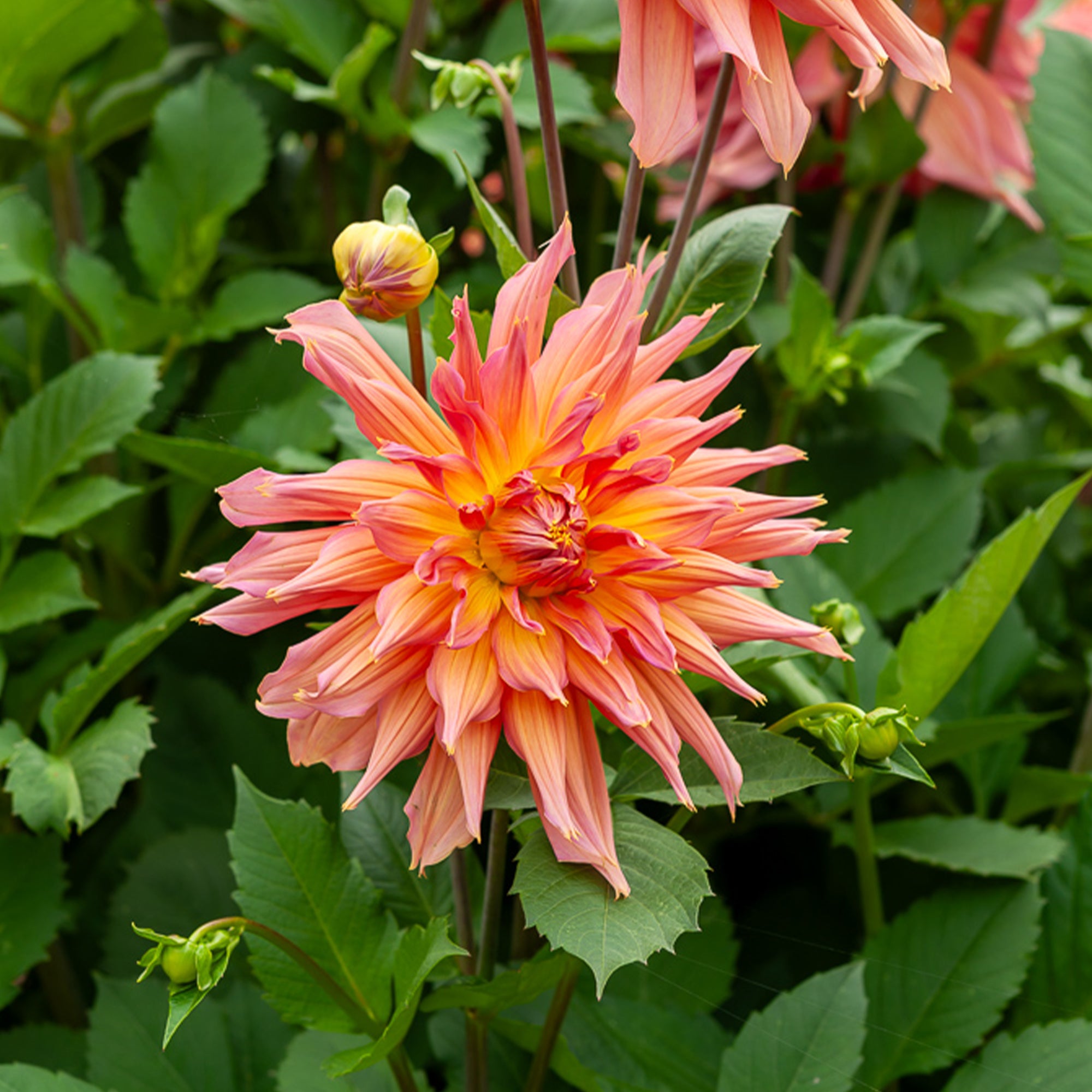 Bakker Dahlia Cactus Omega bulbe orange calibre I sachet 1