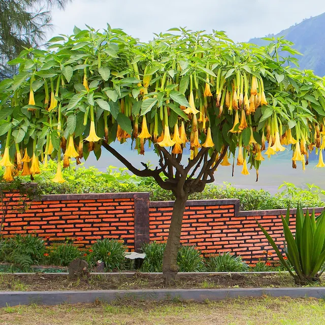 Bakker Brugmansia jaune trompette des anges pot Ø9cm