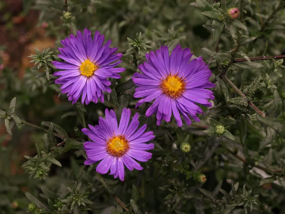 Passion Vivaces Aster laevis Orpheus vivace violette godet