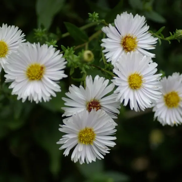 Passion Vivaces Aster Steinebrück plante vivace godet blanc
