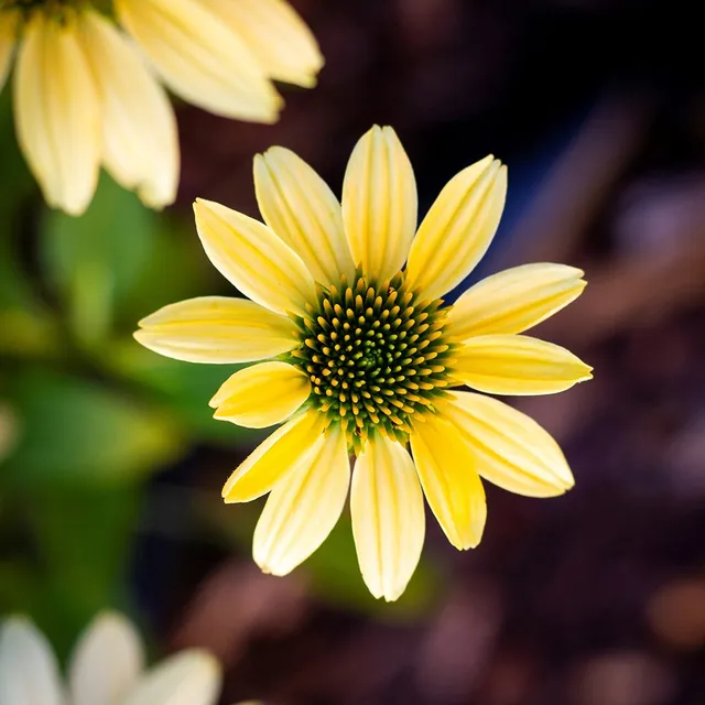 Bakker Plantes vivaces Echinacée Mellow Yellows plante pot 8cm jaune