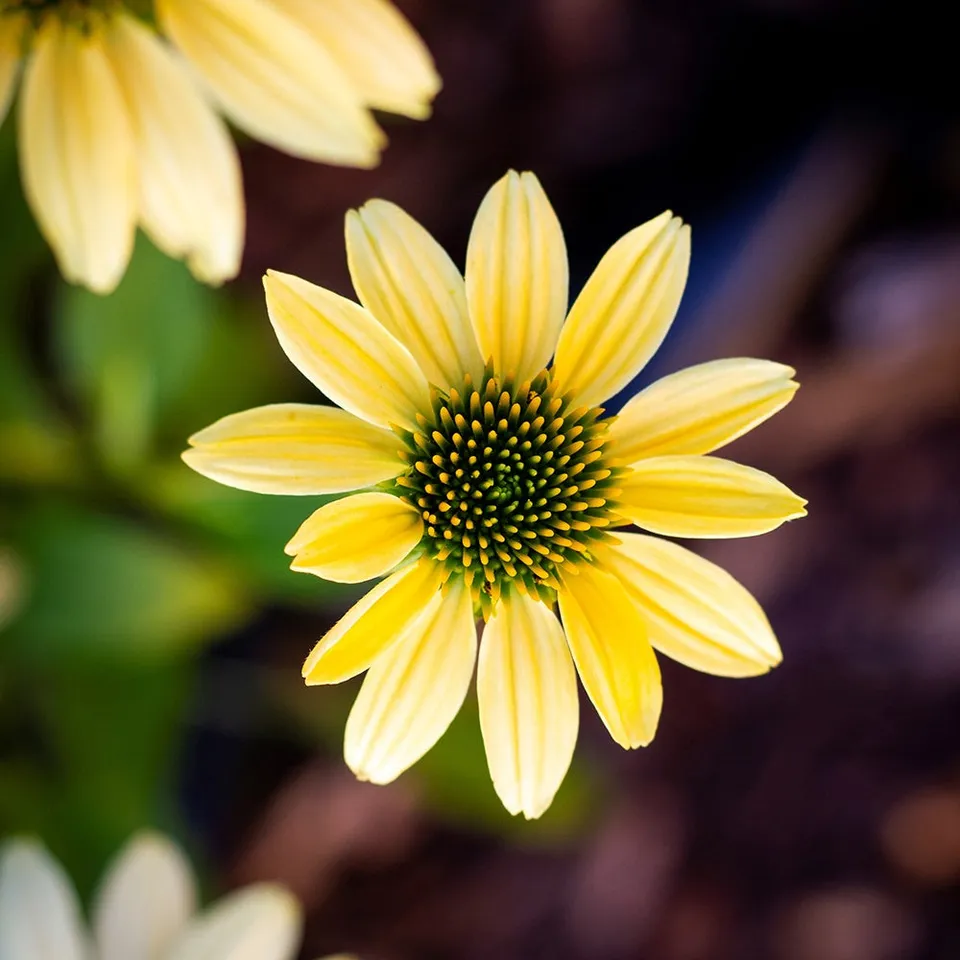 Bakker Plantes vivaces Echinacée Mellow Yellows plante pot 8cm jaune