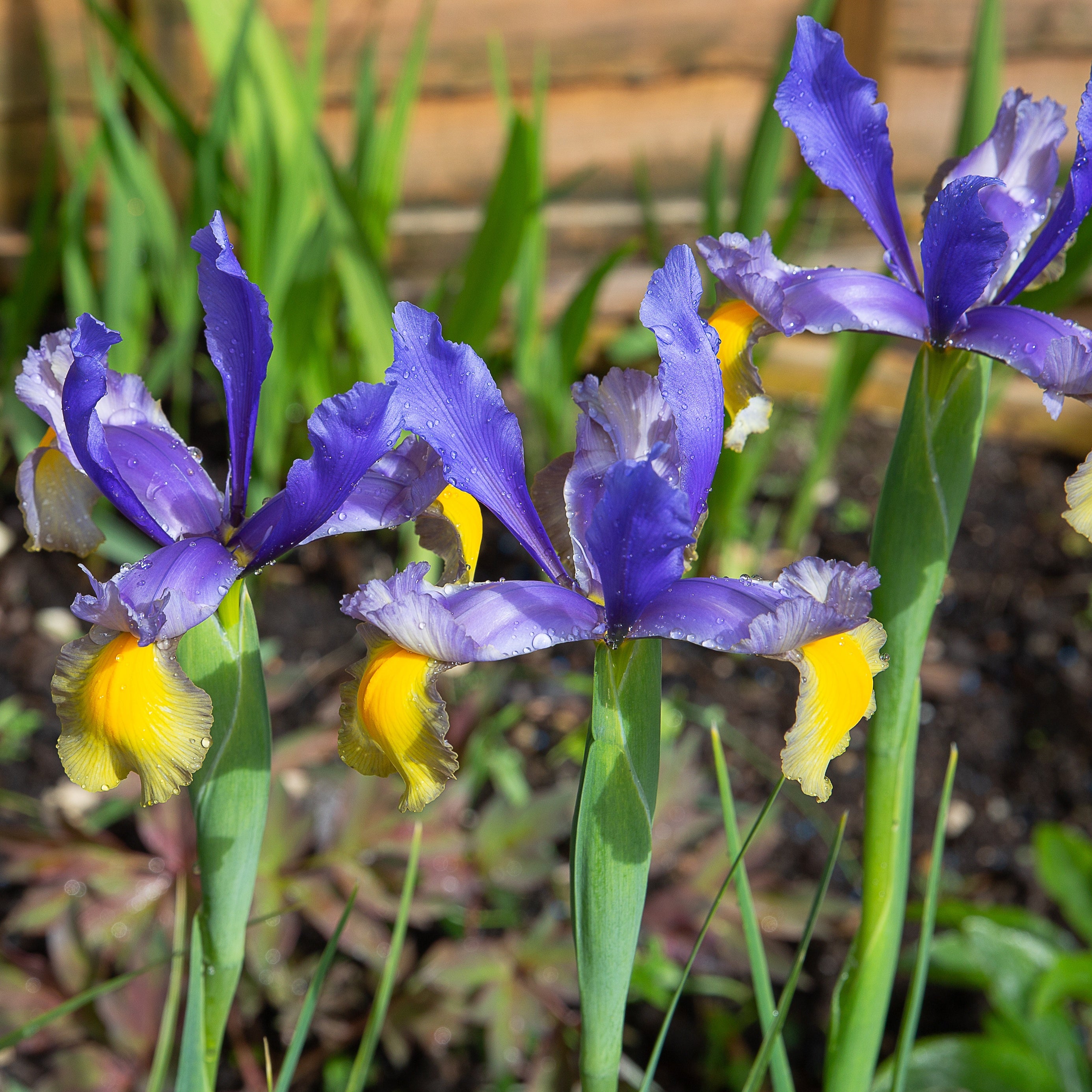 Bakker Iris Frans Hals bulbes 10 pièces bleu jaune