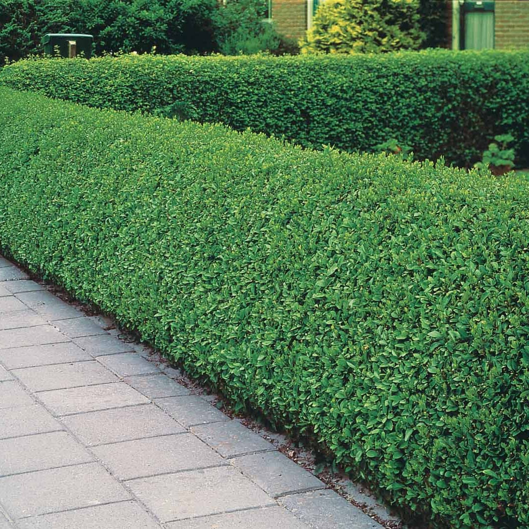 Bakker Californie Troène haie 5 racines nues 40-60cm vert