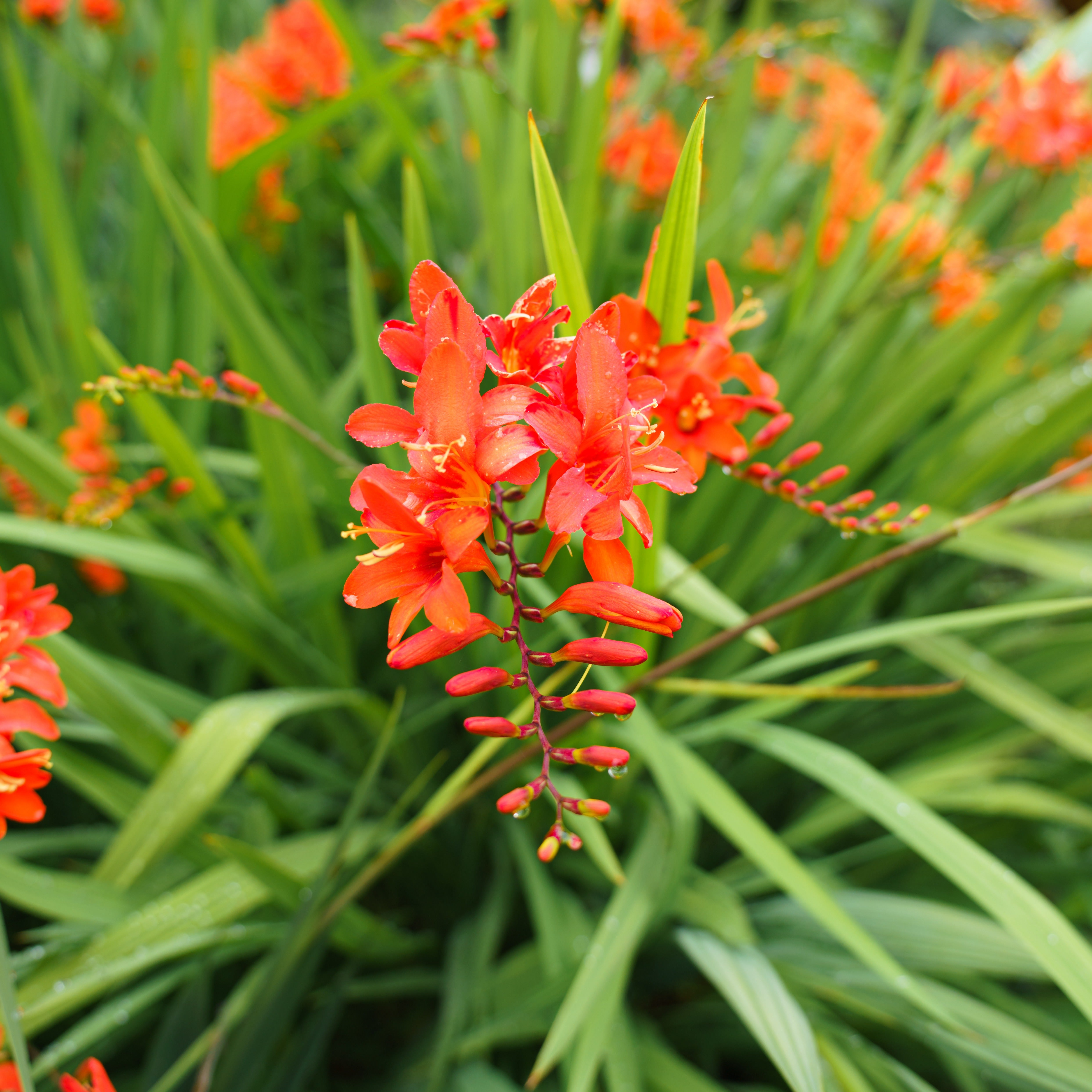 Bakker Bulbes à fleurs 15 Crocosmias rouges bulbe sachet 15 rouge feu