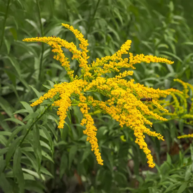 Bakker Solidago Verge d'or 5 racines nues jaune