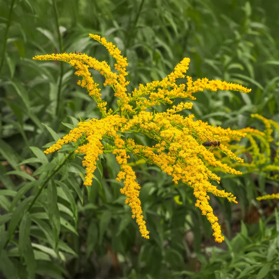Bakker Solidago Verge d'or 5 racines nues jaune
