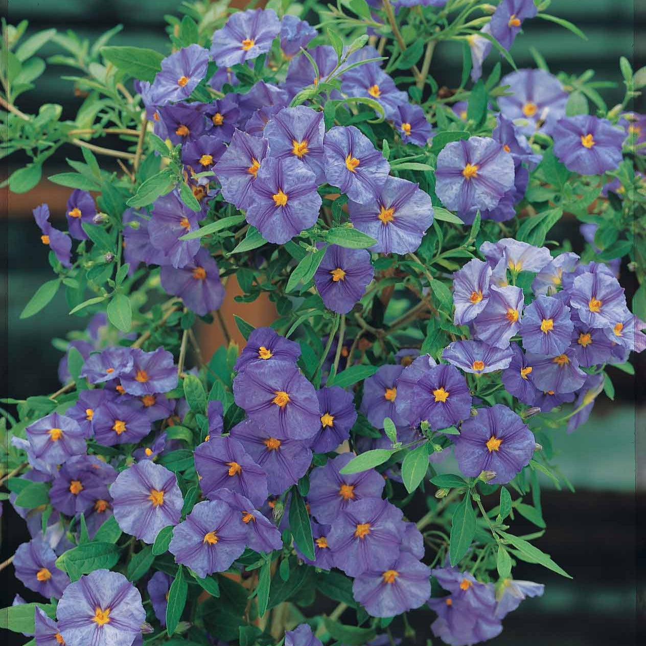 Bakker Arbre aux gentianes Lycianthes arbuste pot Ø9cm