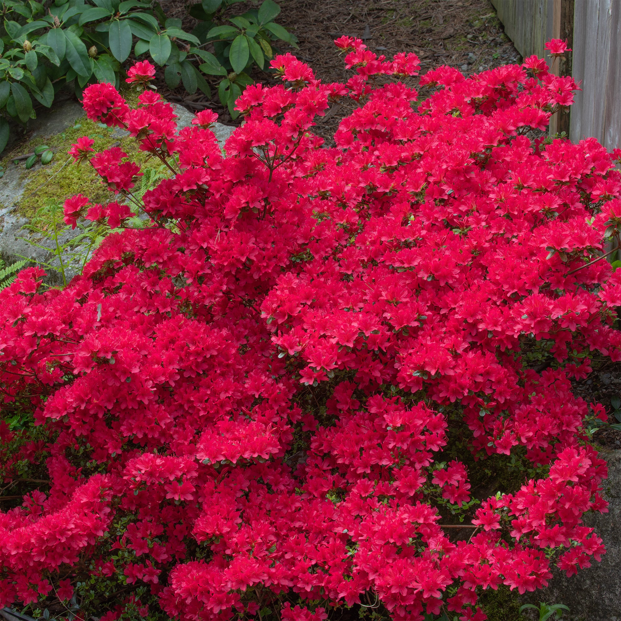 Bakker Azalée Japon Hino Crimson arbuste pot 9cm fleur rouge