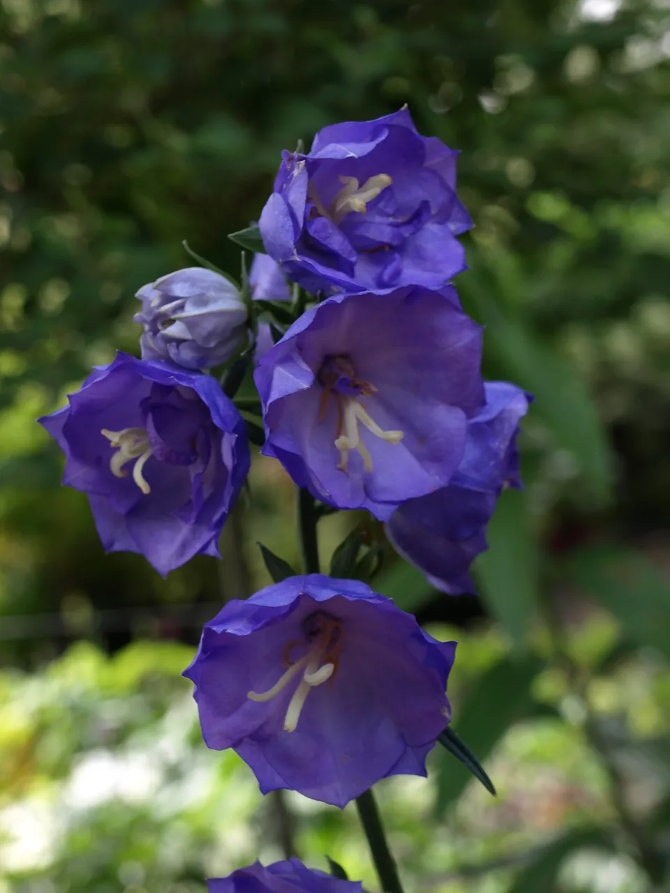 Passion Vivaces Campanula persicifolia Blue Bloomers campanule 1L bleu