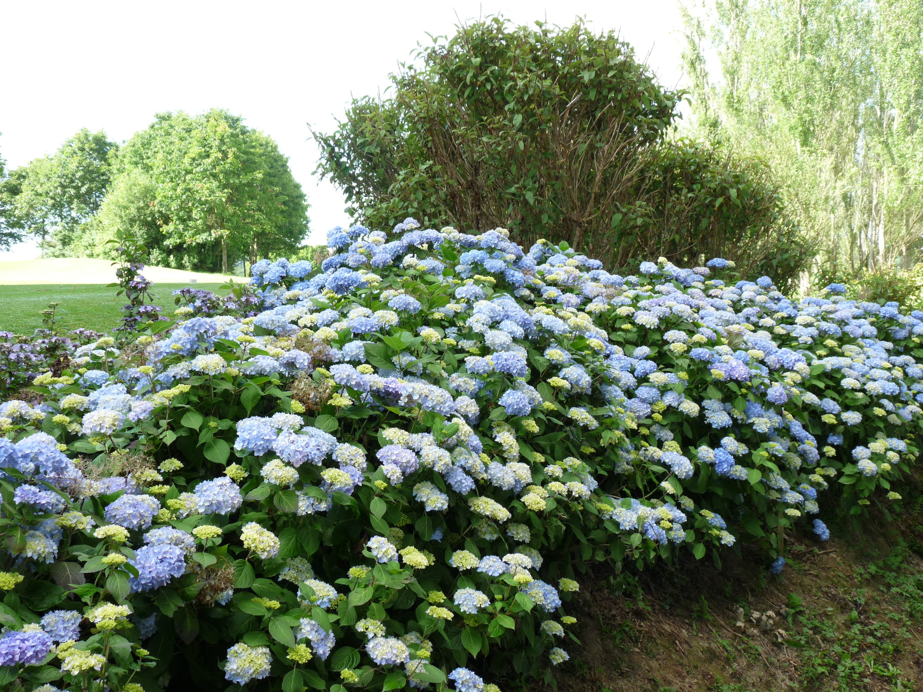 Les Hortensias du Haut Bois Semperflorens hortensia rondes godet