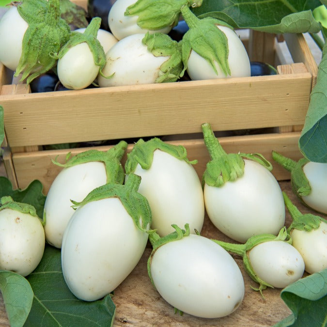 Bakker Aubergine Blanche ronde à œufs graines 1g
