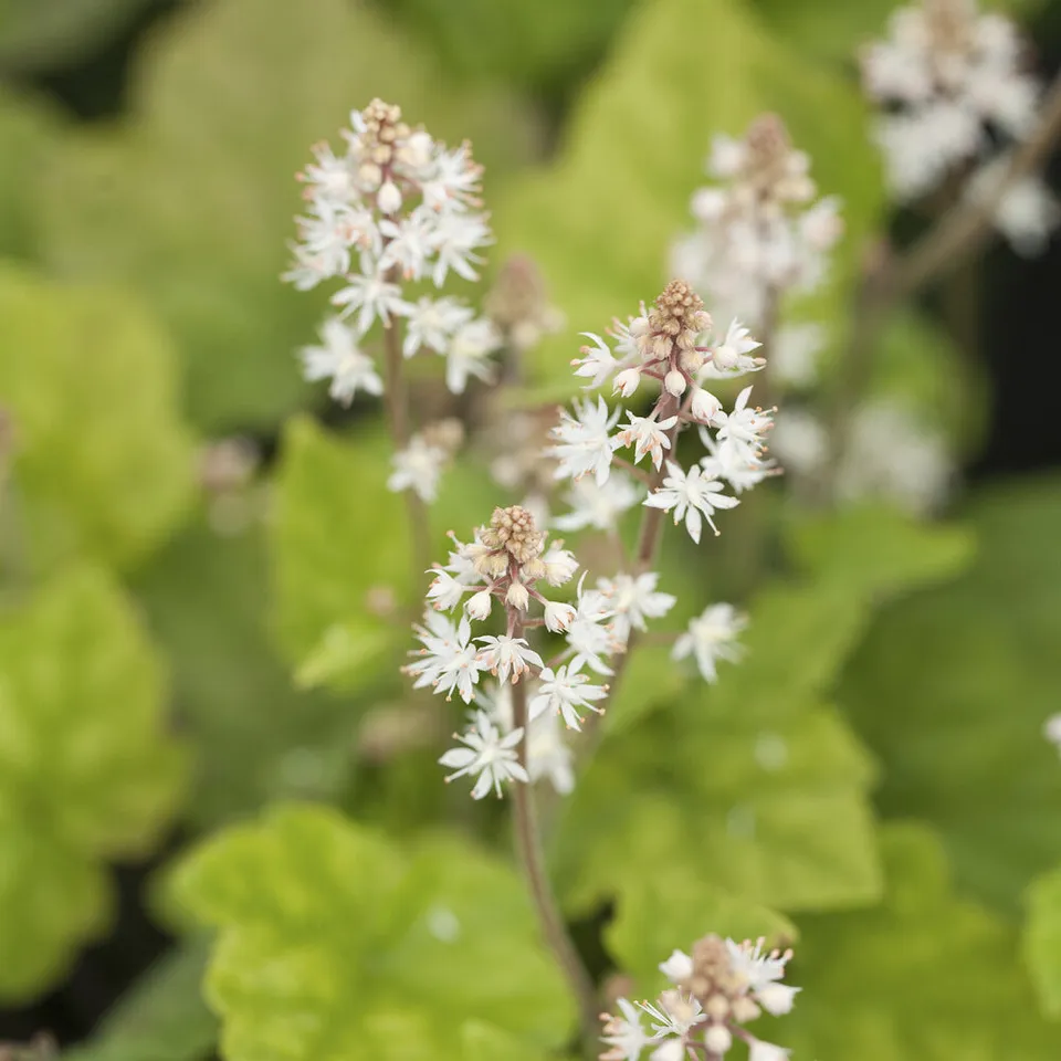 Bakker Tiarelle Wherryi vivace blanche couvre-sol pot 9 cm