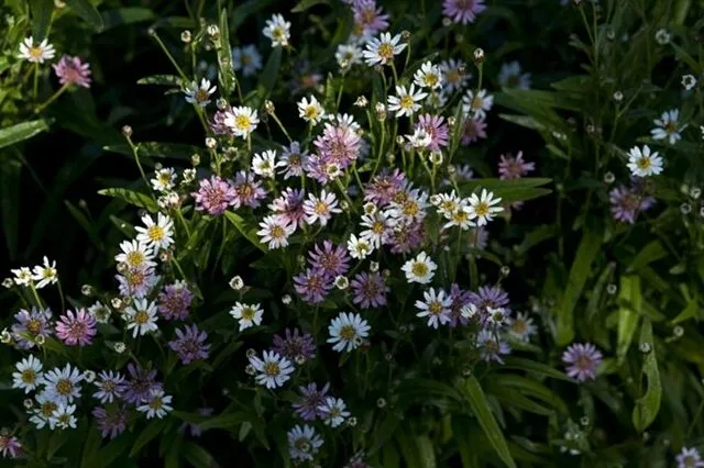 Passion Vivaces Aster rugulosus Asrugo plante vivace godet changeante