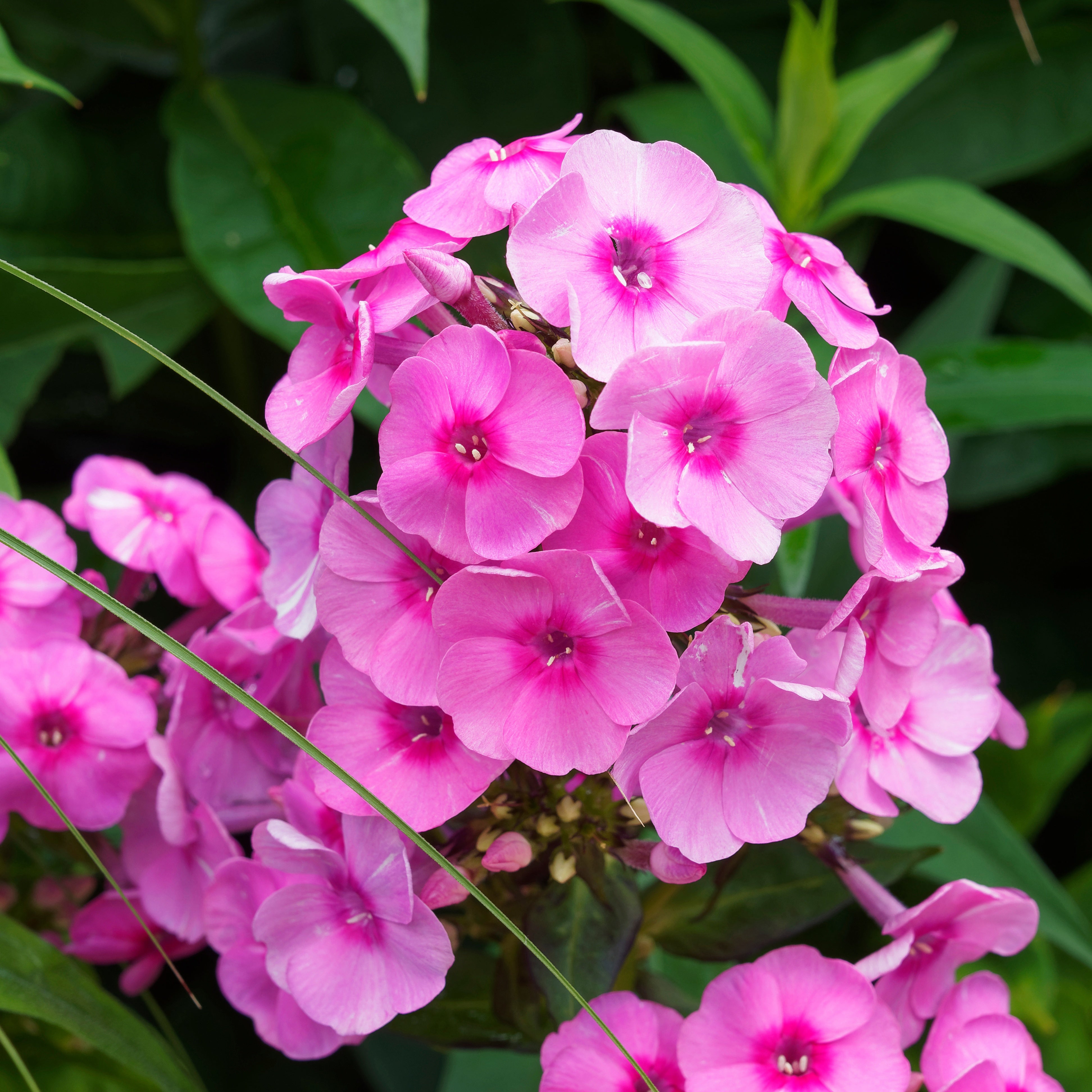 Bakker 3 Phlox paniculé rose vif plante vivace 3 racines nues