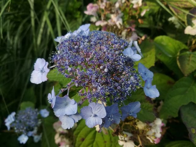 Les Hortensias du Haut Bois Alycon hortensia serrata godet jardin
