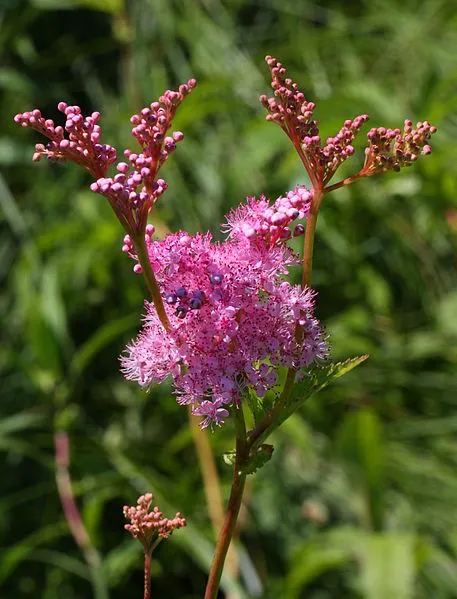 Passion Vivaces Filipendula rubra Venusta spirée pot 1 litre rose vif