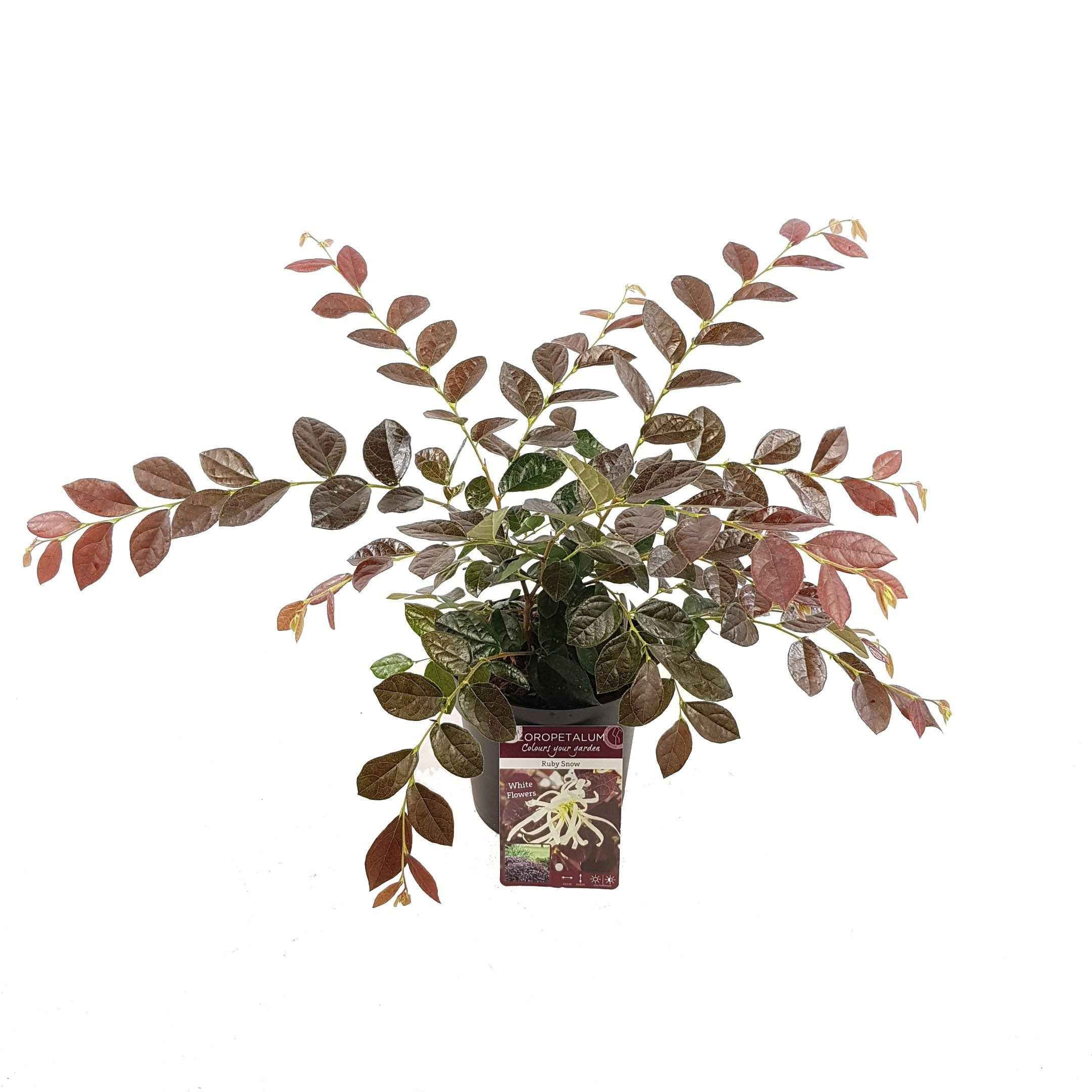 Bakker Loropétale Ruby Snow arbuste blanc pot 2 L 20-30 cm