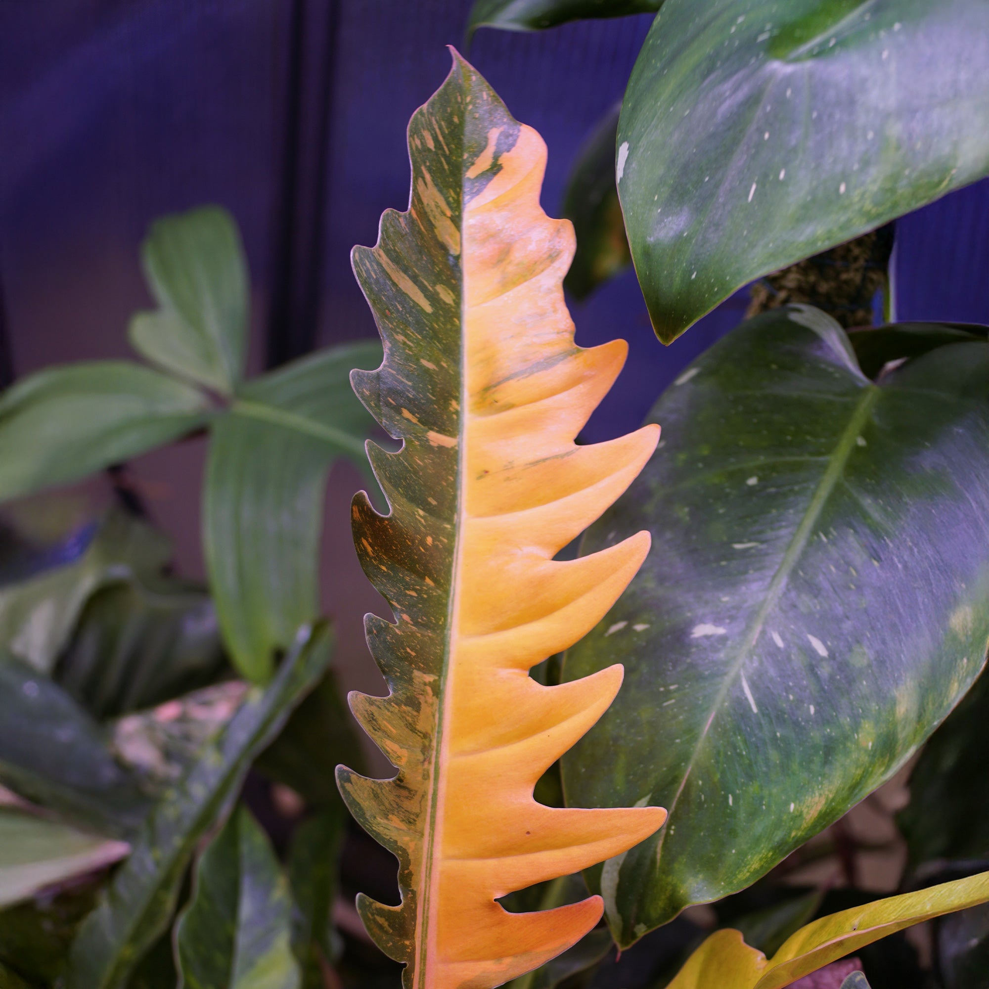 Bakker Philodendron Ring of Fire plante pot 12cm 20-30cm panaché