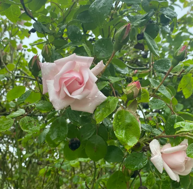 Michel Adam New Dawn rosier grimpant rose pâle
