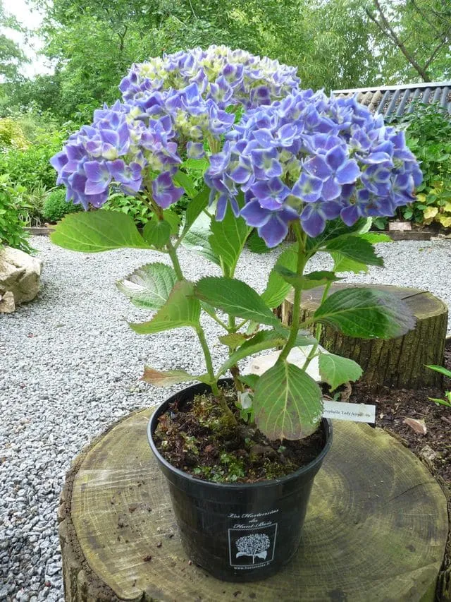 Les Hortensias du Haut Bois Lady Fujiyo Hydrangea macrophylla double rose