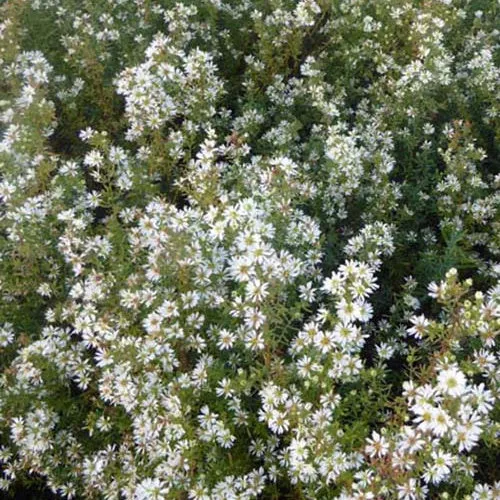 Bakker Plantes vivaces 3 Astères Schneetanne vivace pots blanc automne
