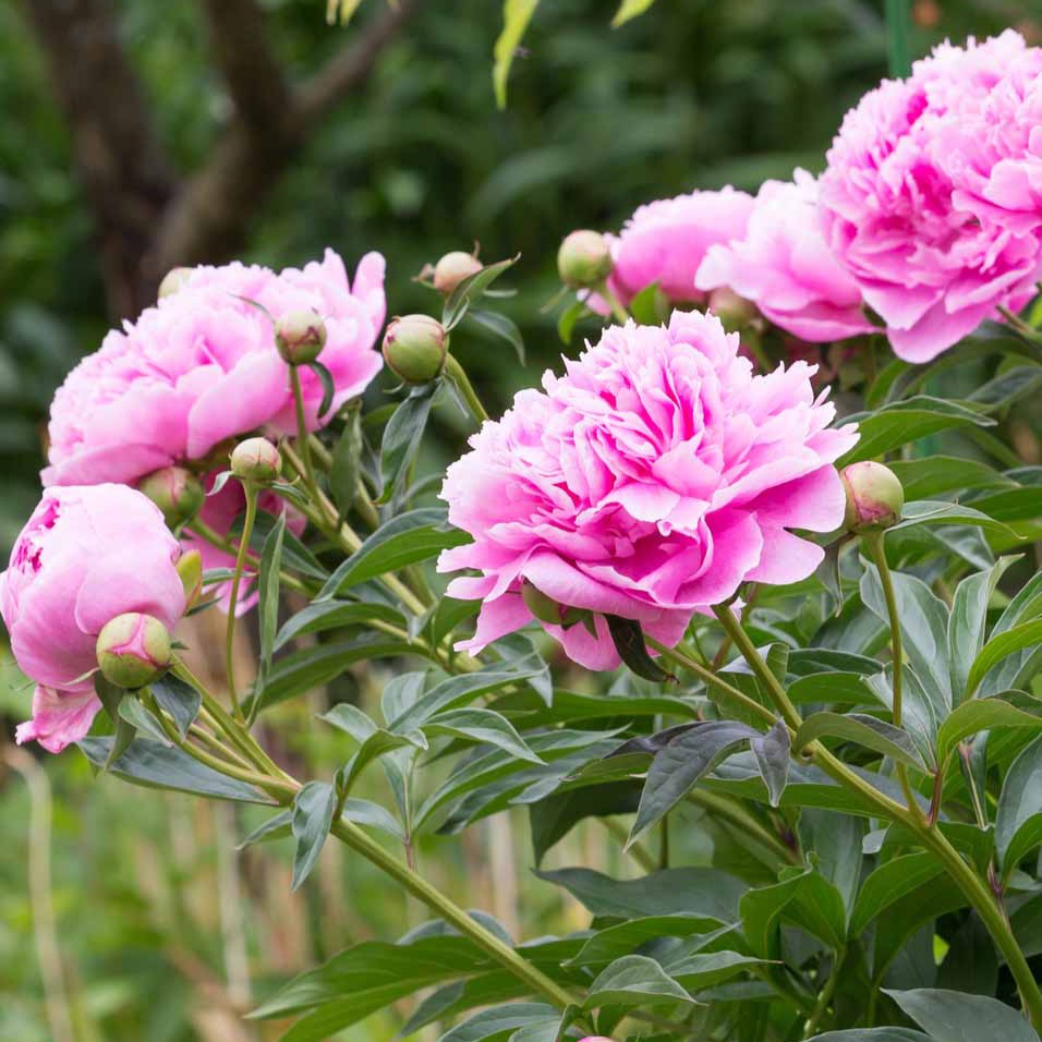 Bakker Pivoine rose Sarah Bernhardt vivace racine nue fleur double