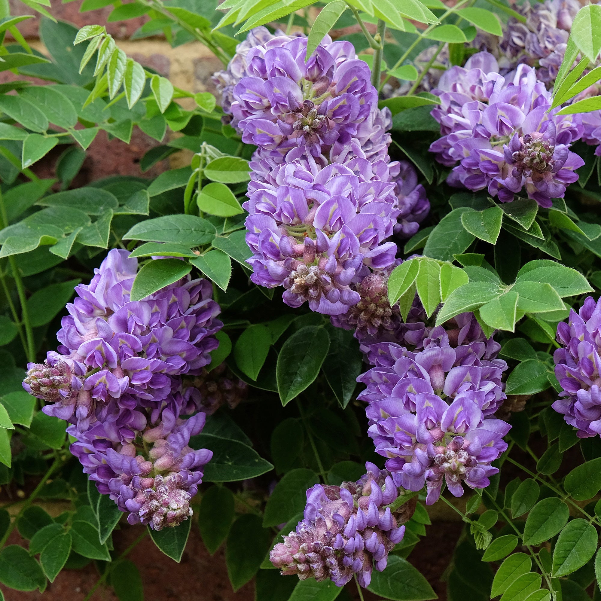 Bakker Glycine Toujours en fleurs grimpante pot 1.5L violette