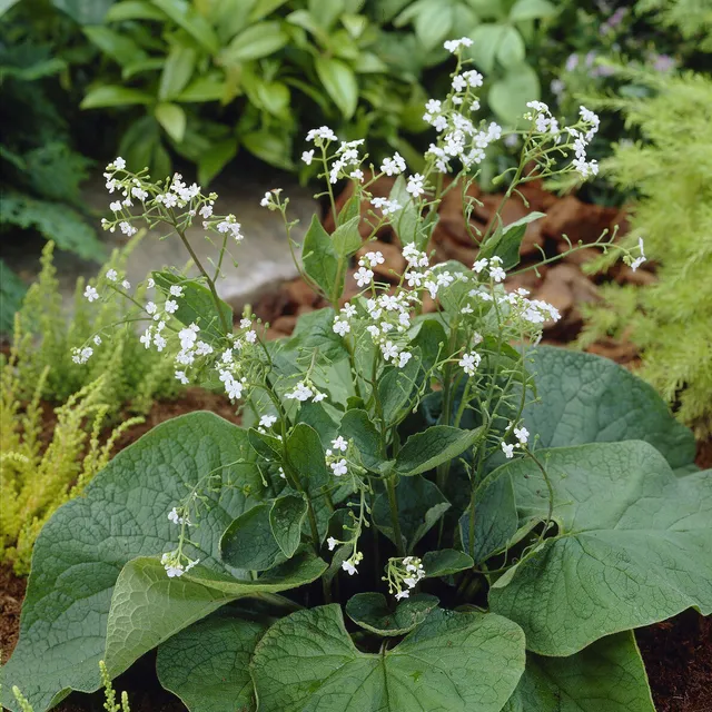 Bakker Myosotis Betty Bowring vivace pot 9cm fleurs blanches