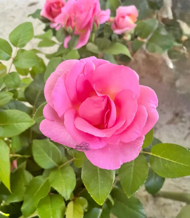 Michel Adam Alexis Danan Adaraixa rosier buisson rose nacré