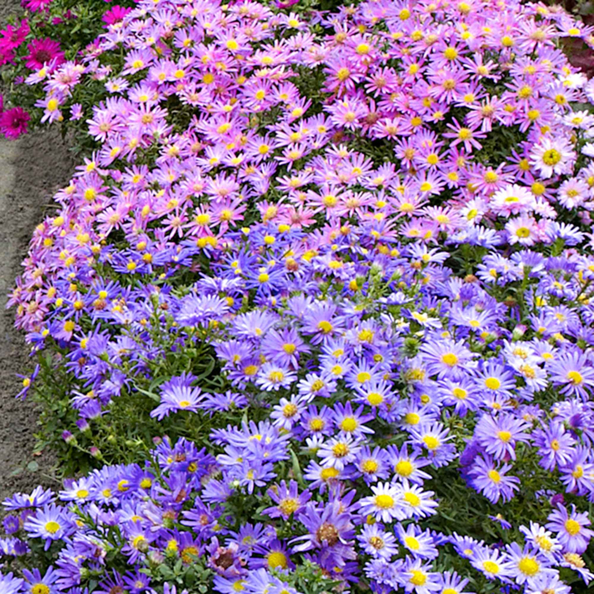 Bakker Aster d'automne en mélange vivace 4 racines nues rose