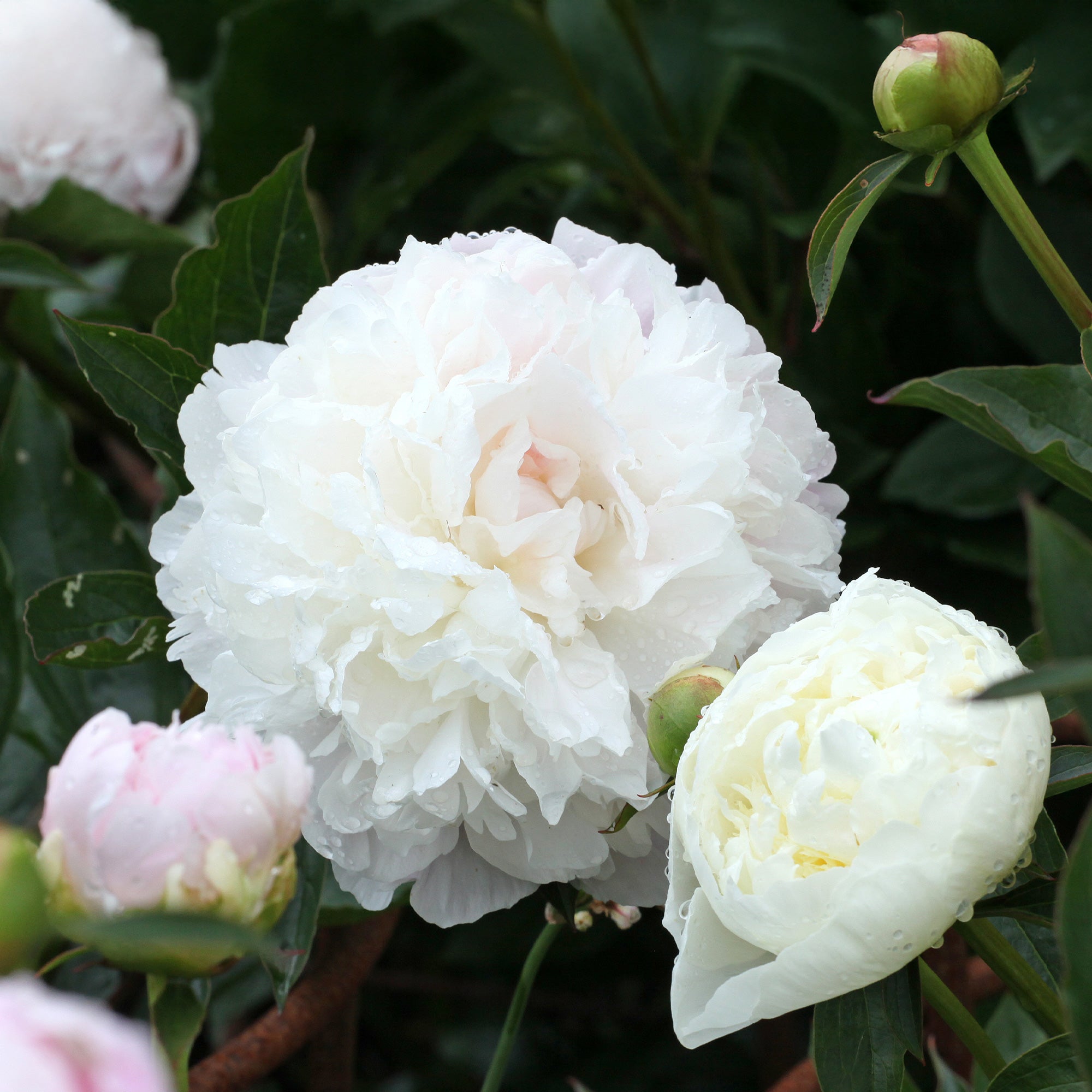 Bakker Pivoine Duchesse de Nemours plante vivace pot Ø 11cm blanche