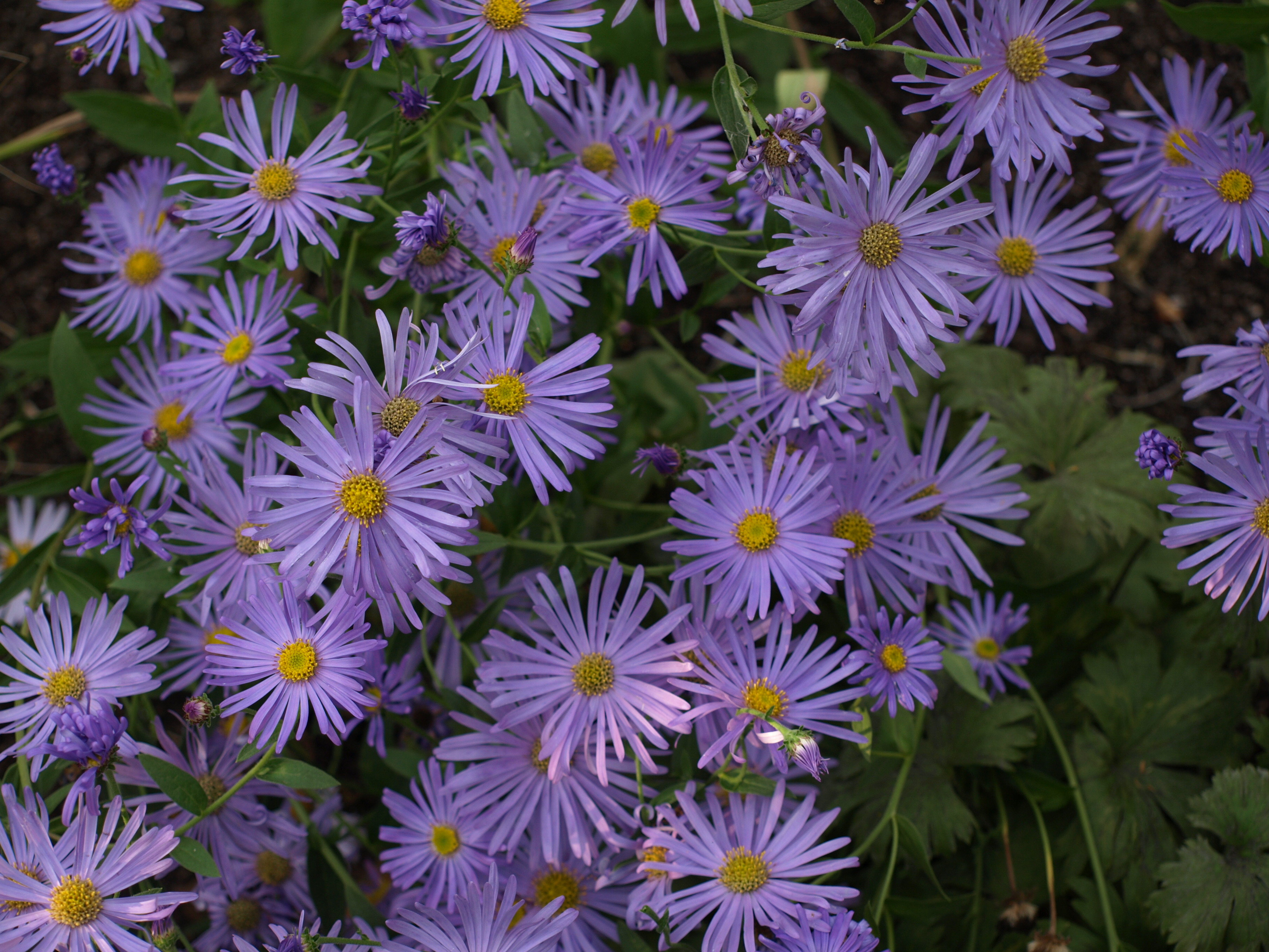 Passion Vivaces Aster frikartii Wunder von Staffa plante godet bleu