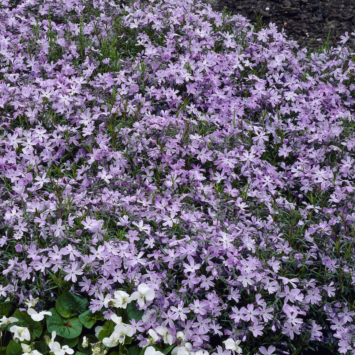 Bakker Emerald Cushion Blue phlox mousse pot 9cm violet
